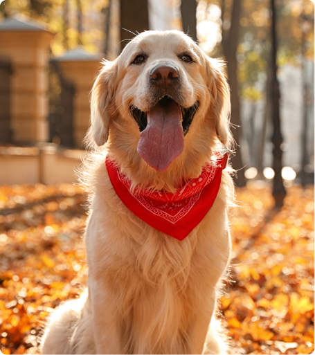 Golden retriever 2024 red bandana