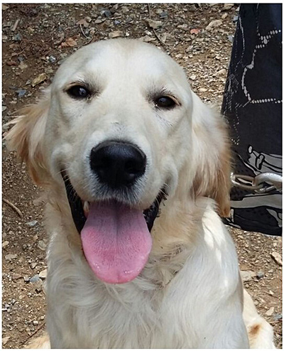 Home – GRRAND - Golden Retriever Rescue