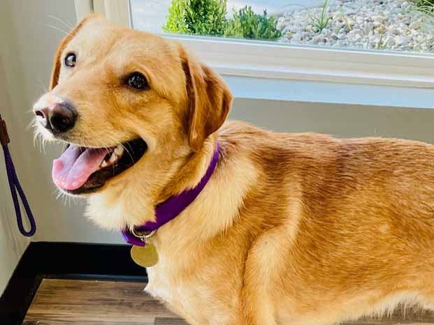 Home – GRRAND - Golden Retriever Rescue