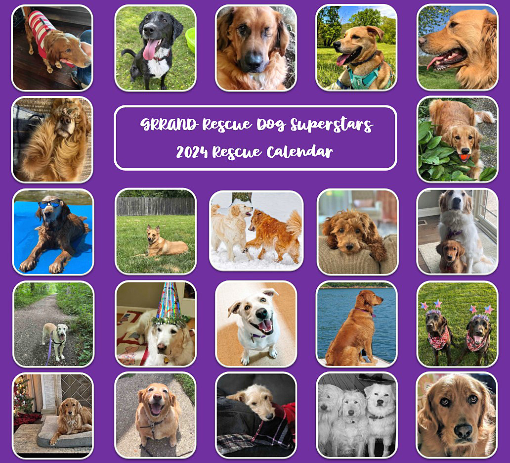 2024 GRRAND Rescue Calendar Order GRRAND Golden Retriever Rescue