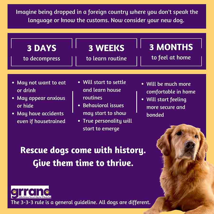 GRRAND - Golden Retriever Rescue 🐕