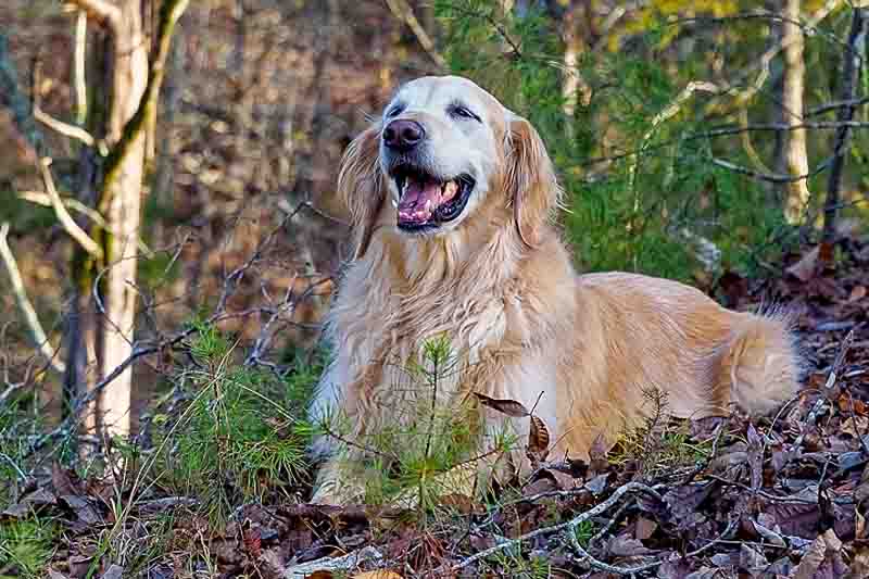 Home – GRRAND - Golden Retriever Rescue