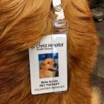 Bellas pet therapy badge for volunteering as a therapy dog at hospital