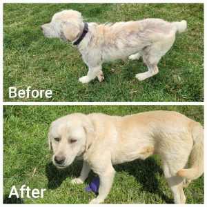 Before & After photo of Carson's rehabilitation.