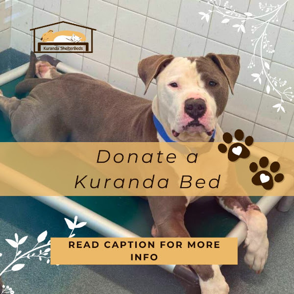 Flyer for Donating a Kuranda Bed. Please read caption for info.