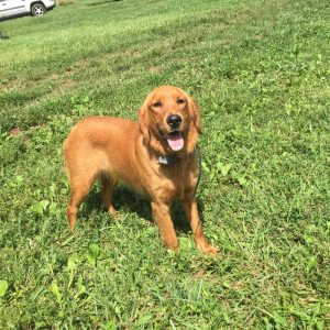 harper medical crisis pup