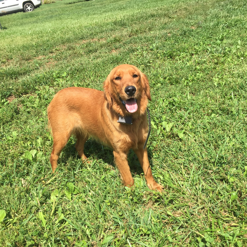 harper medical crisis pup