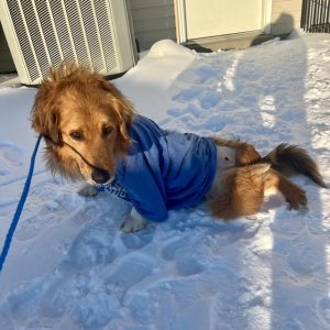 Marty our medical crisis foster with severe shot gun wound with infection