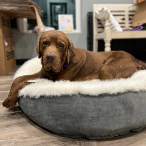 Buster our hospice chocolate lab