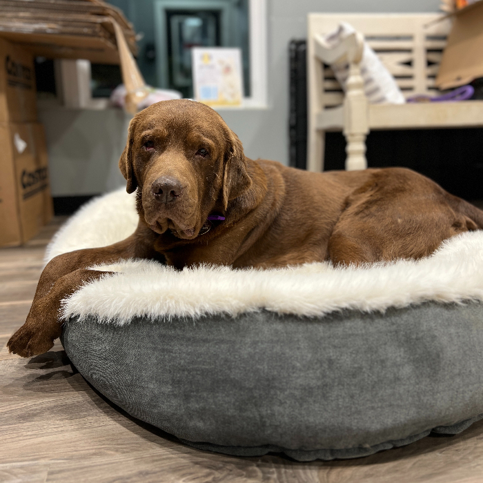 Buster our hospice chocolate lab