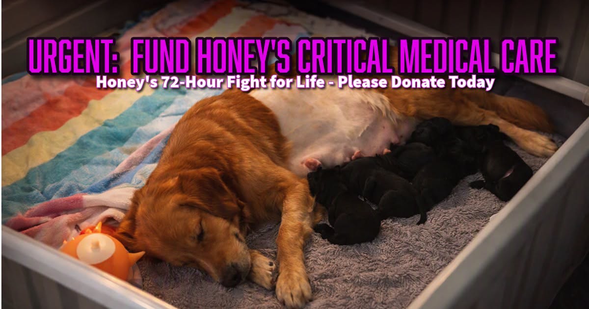 honey after surgery
