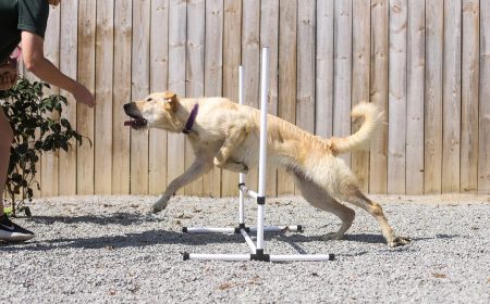 GRRAND dog playing with agility equipment