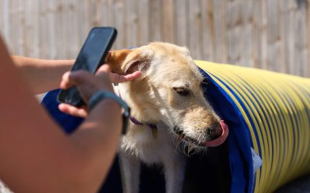 Person taking photo of a GRRAND dog using the agility equipment