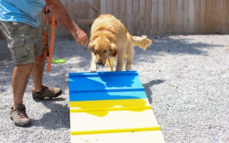 Person leading a GRRAND dog through the agility equipment